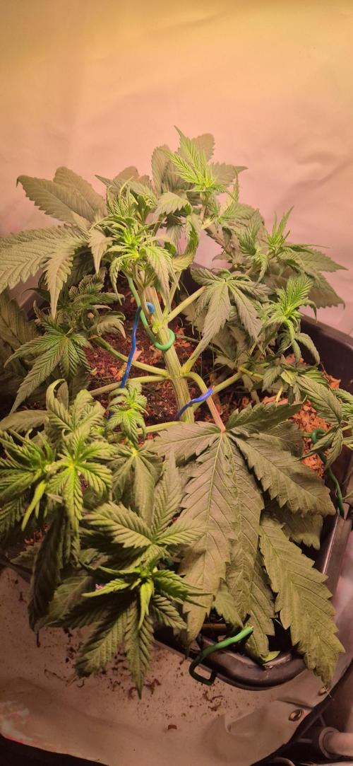 Lemon Muffin Fast. Week 4