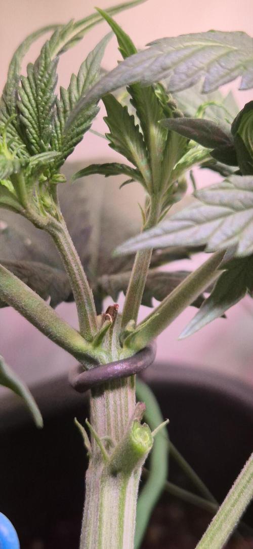 Lemon Muffin Fast. Week 4