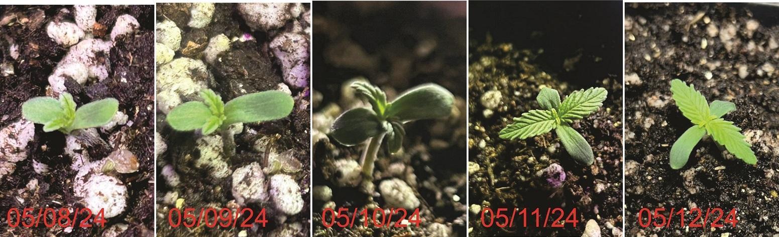 PC GROW - Mandarin Sunset Auto. Week 1