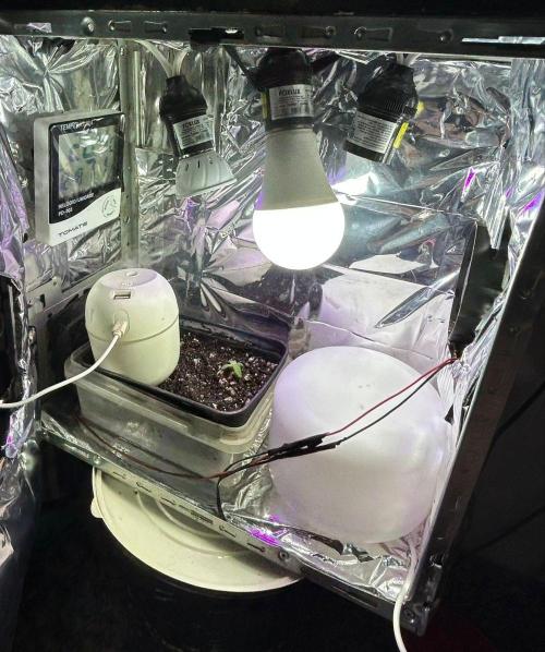 PC GROW - Mandarin Sunset Auto. Week 1