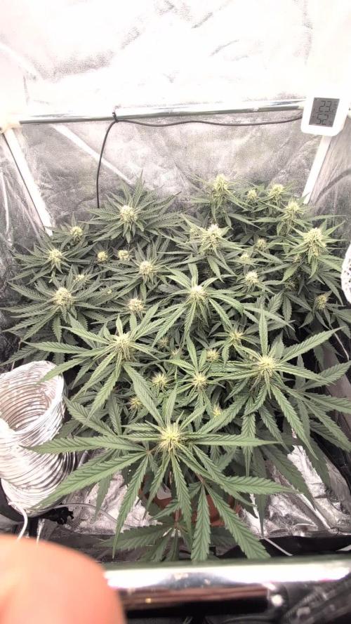 Mango Cream Auto and Strawberry Cola Auto by Exotic Seeds