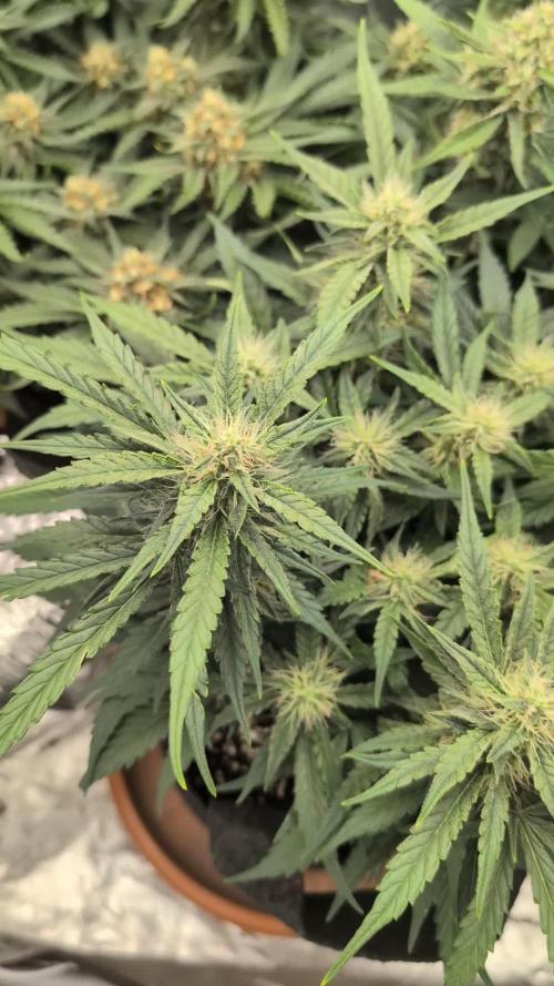 Mango Cream Auto and Strawberry Cola Auto by Exotic Seeds
