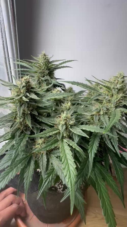 Mango Cream Auto and Strawberry Cola Auto by Exotic Seeds
