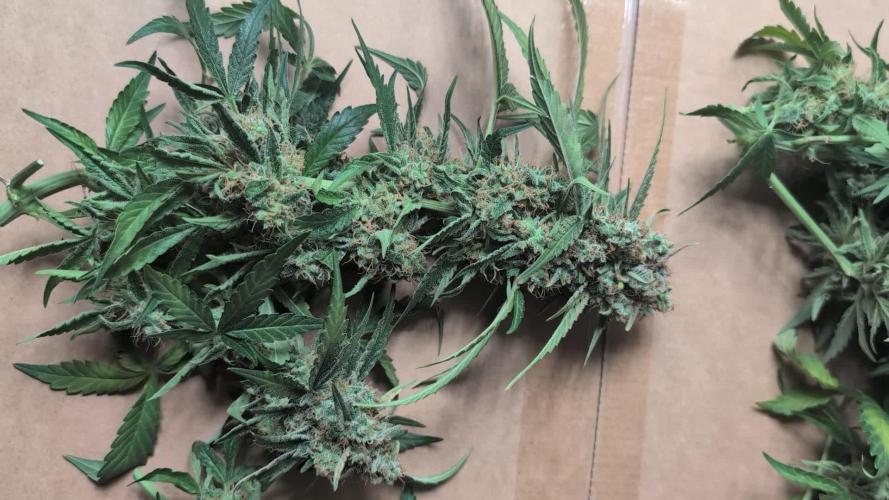 Mango Cream Auto and Strawberry Cola Auto by Exotic Seeds