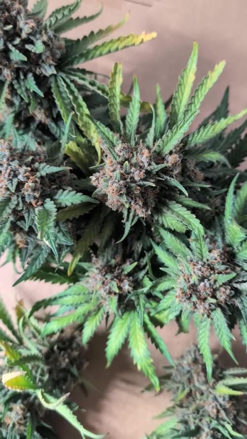 Mango Cream Auto and Strawberry Cola Auto by Exotic Seeds