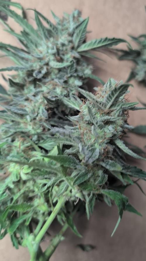Mango Cream Auto and Strawberry Cola Auto by Exotic Seeds