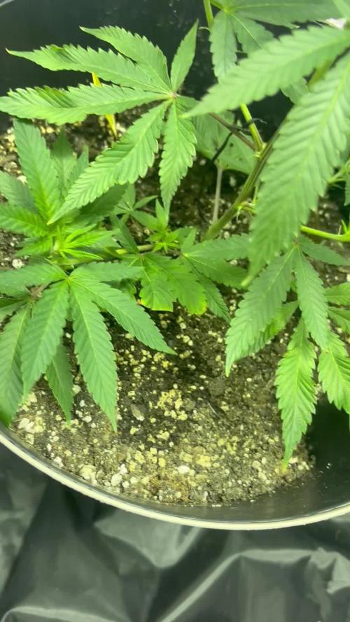 Bluemosa S1 Mosca Seeds