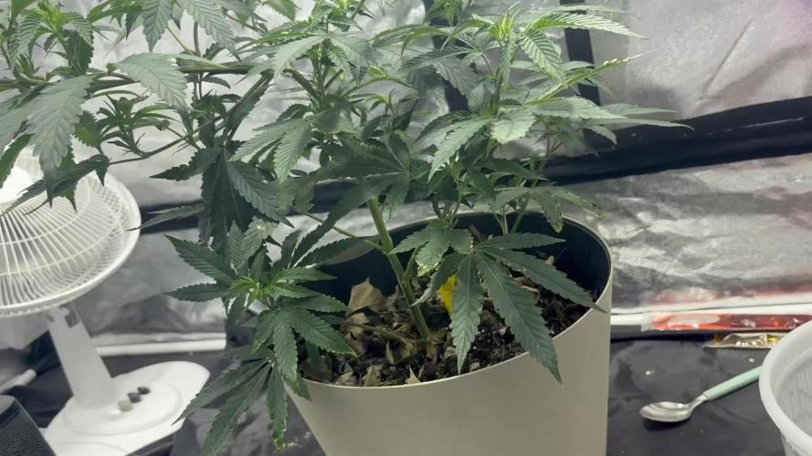 Bluemosa S1 Mosca Seeds