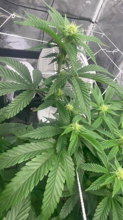 Bluemosa S1 Mosca Seeds