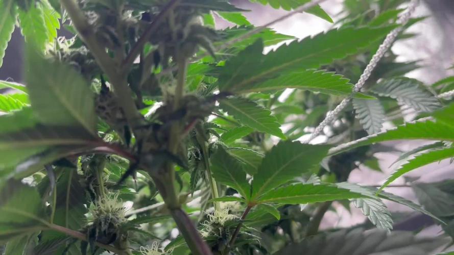 Bluemosa S1 Mosca Seeds