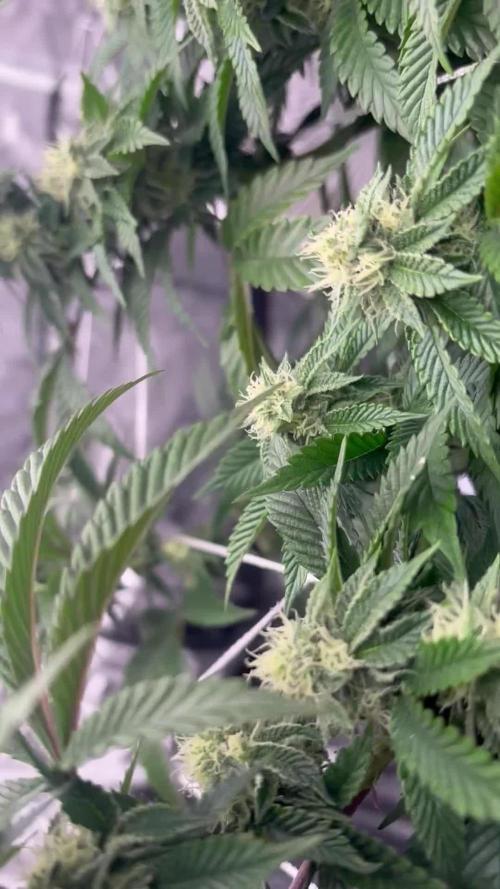 Bluemosa S1 Mosca Seeds