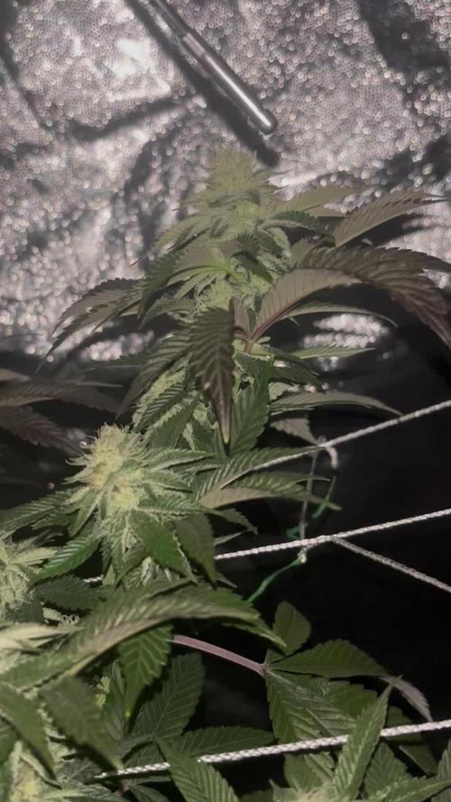 Bluemosa S1 Mosca Seeds