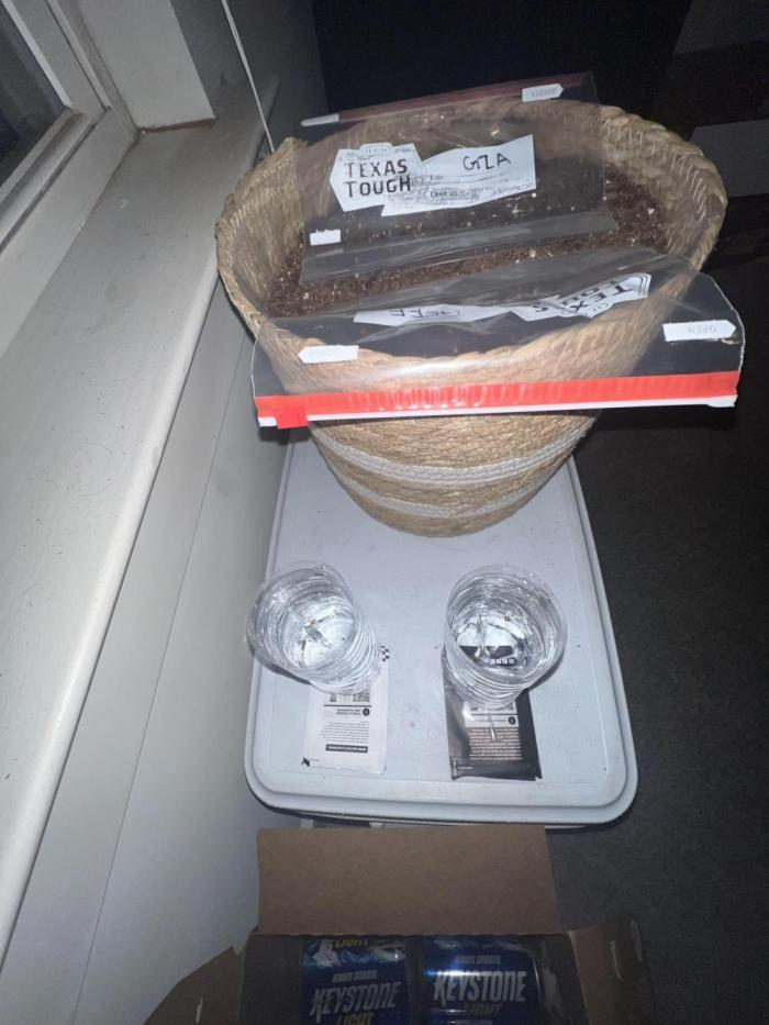 Joe Buden. Week 0 - Waiting for seeds to sink, then putting them into bags with moist paper towels