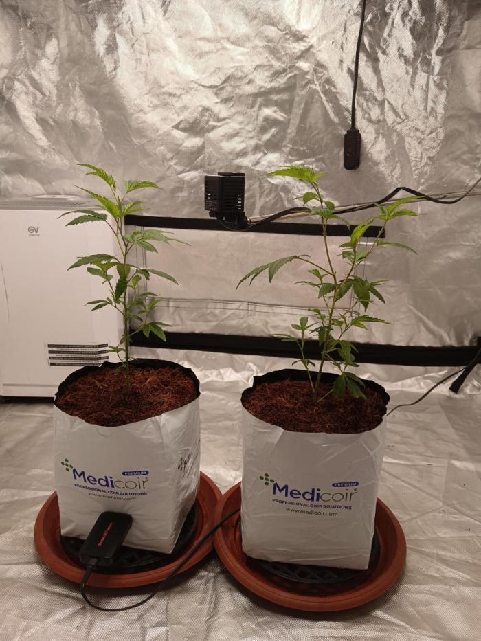 Clon White Russian. Week 1