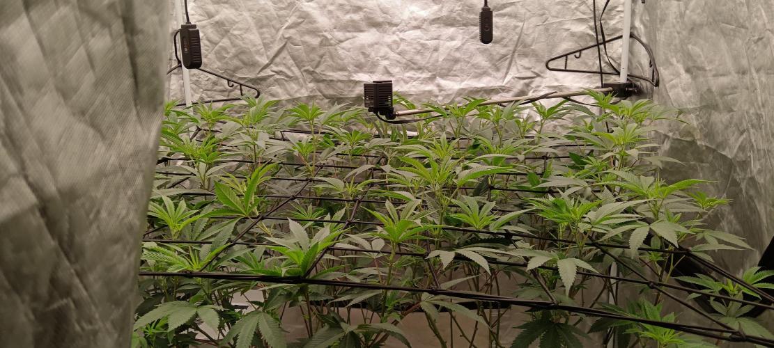 Clon White Russian. Week 2