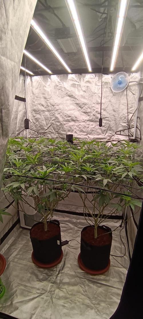 Clon White Russian. Week 2