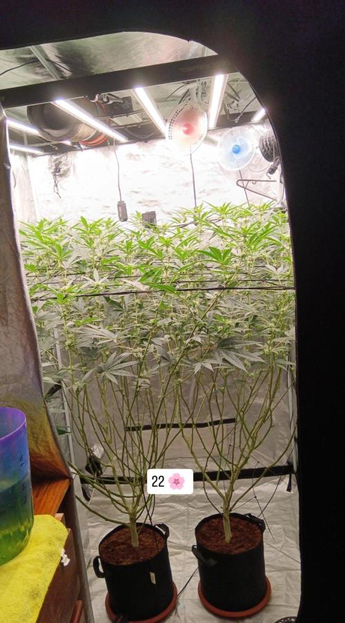 Clon White Russian. Week 4