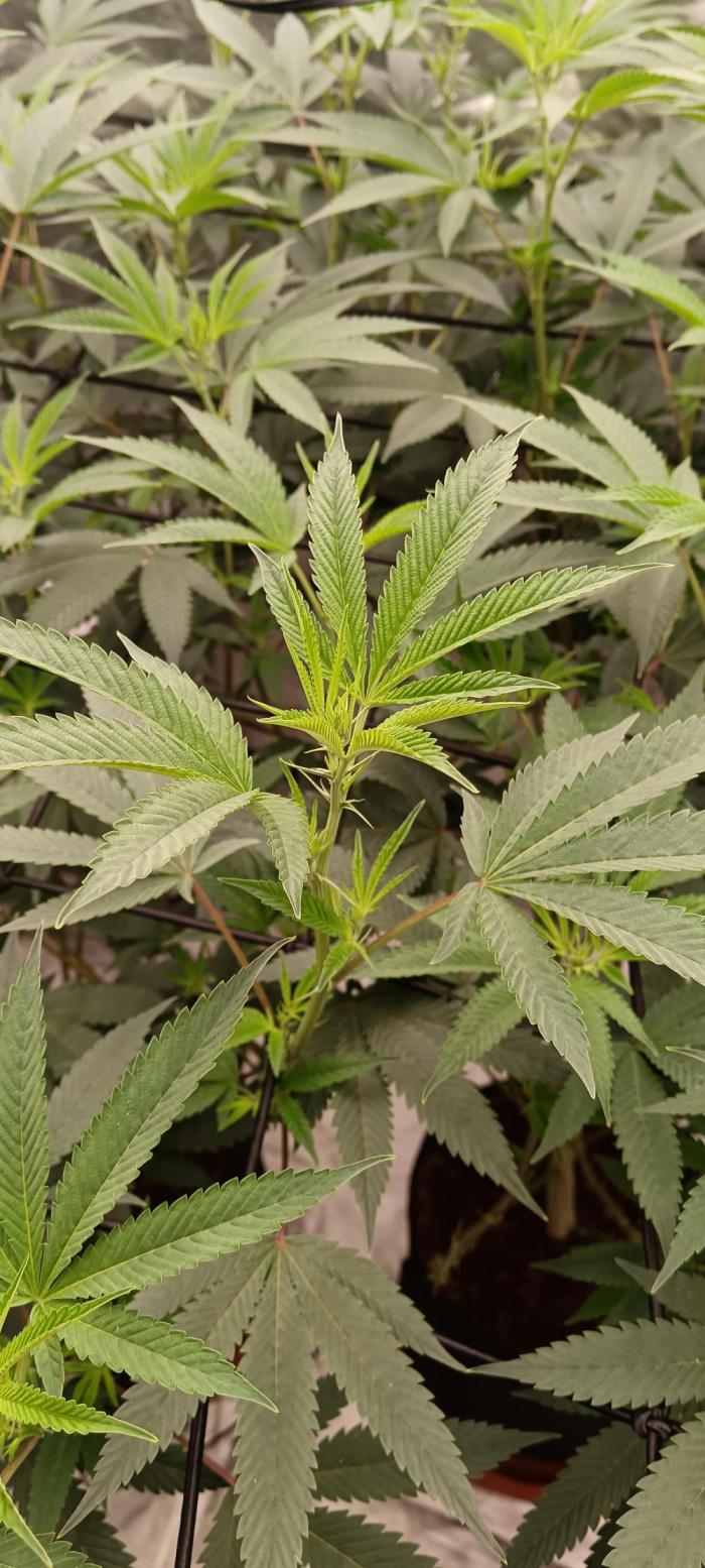 Clon White Russian. Week 3