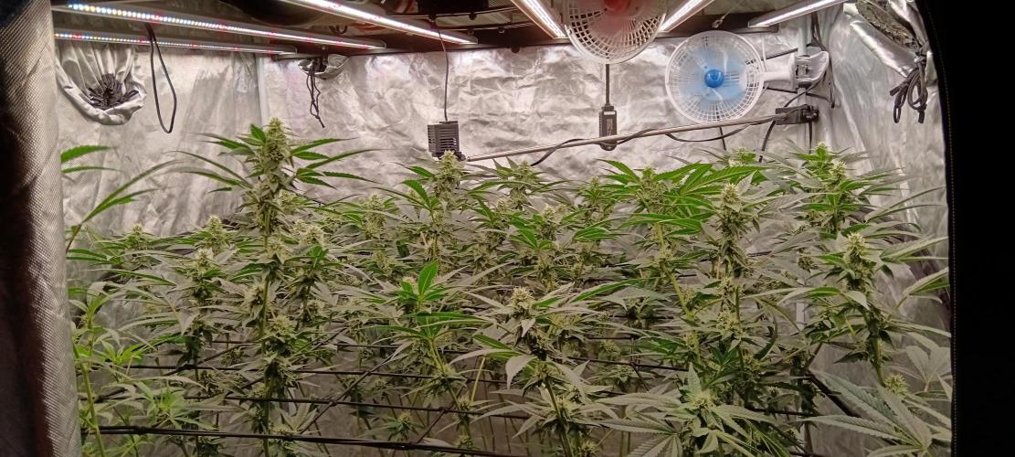 Clon White Russian. Week 6 - W5 D3 