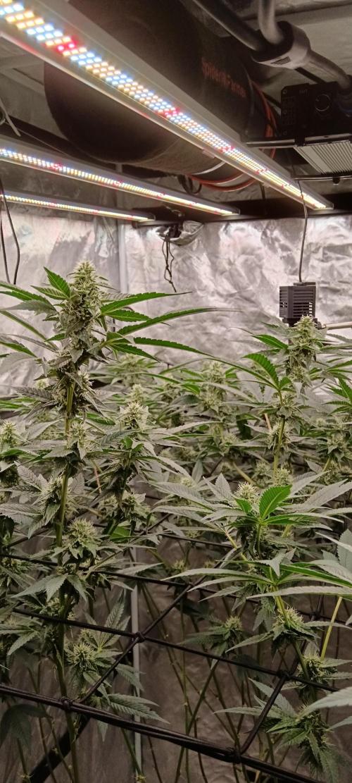 Clon White Russian. Week 6 - W5 D3