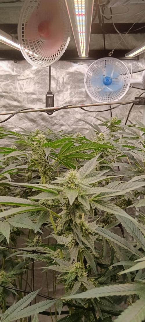 Clon White Russian. Week 6 - W5 D3