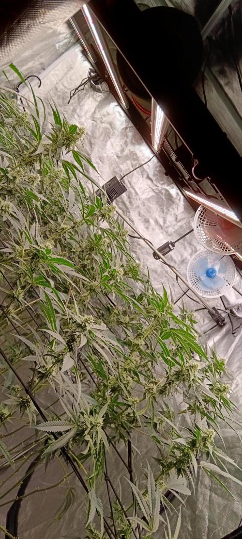 Clon White Russian. Week 6