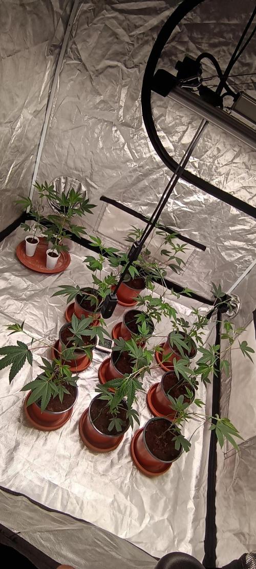 12 Clones White Russian. Week 1 - D1