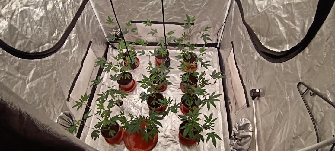 12 Clones White Russian. Week 1 - D7