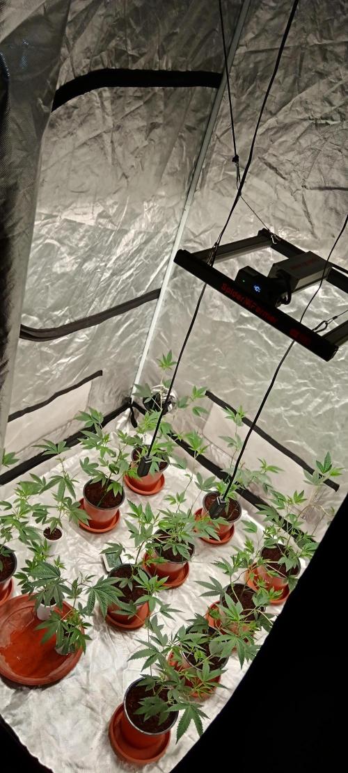12 Clones White Russian. Week 1 - W1 D7