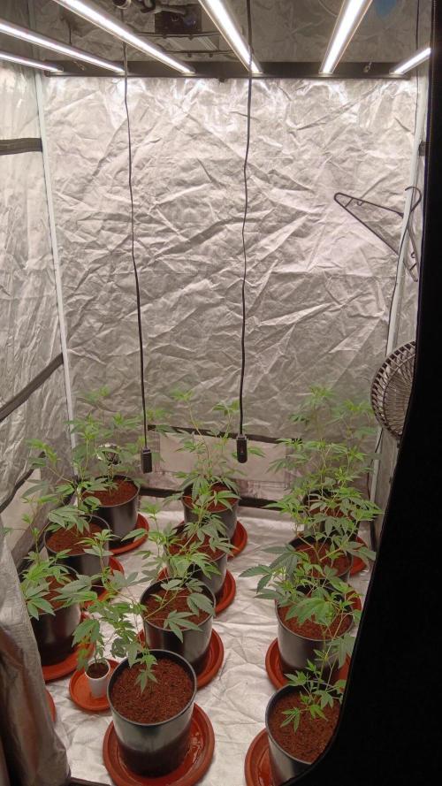 12 Clones White Russian. Week 2 - W2 D3