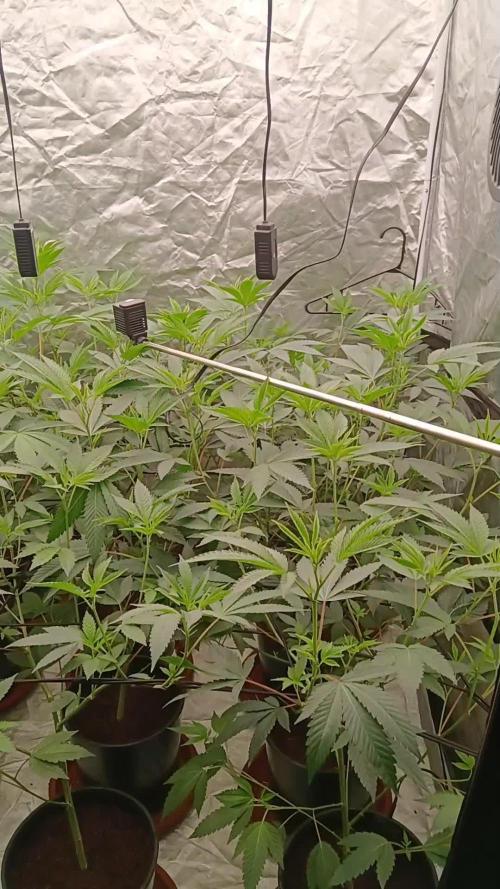 12 Clones White Russian