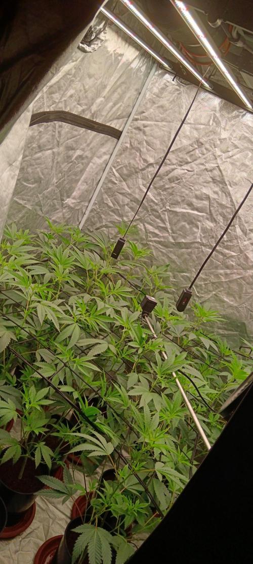 White Russian. Week 5