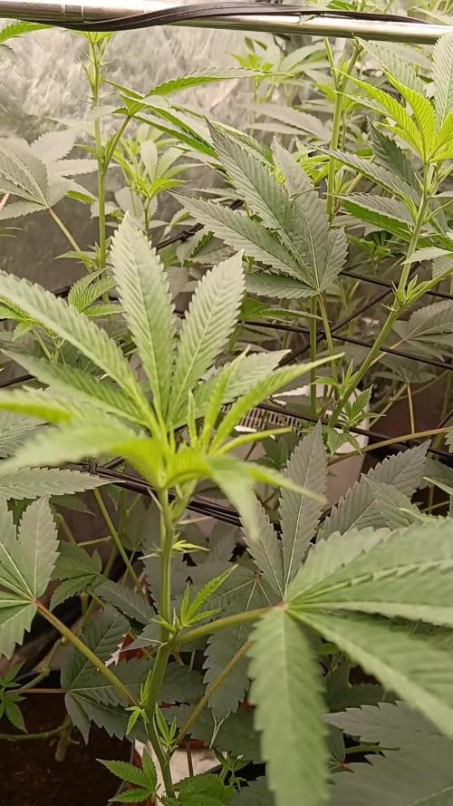 12 Clones White Russian