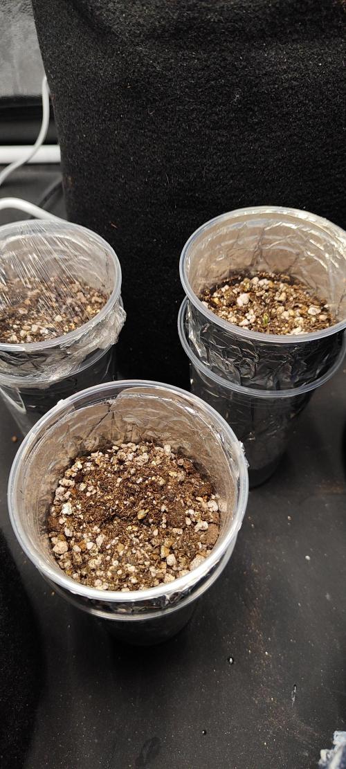 My first grow - Gorilla Cookie. Week 0 - day 1
PPFD: 200