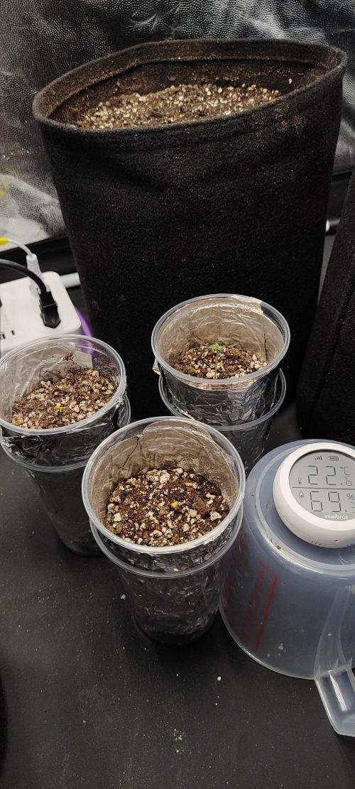 My first grow - Gorilla Cookie. Week 0 - Day 2
PPFD: 200