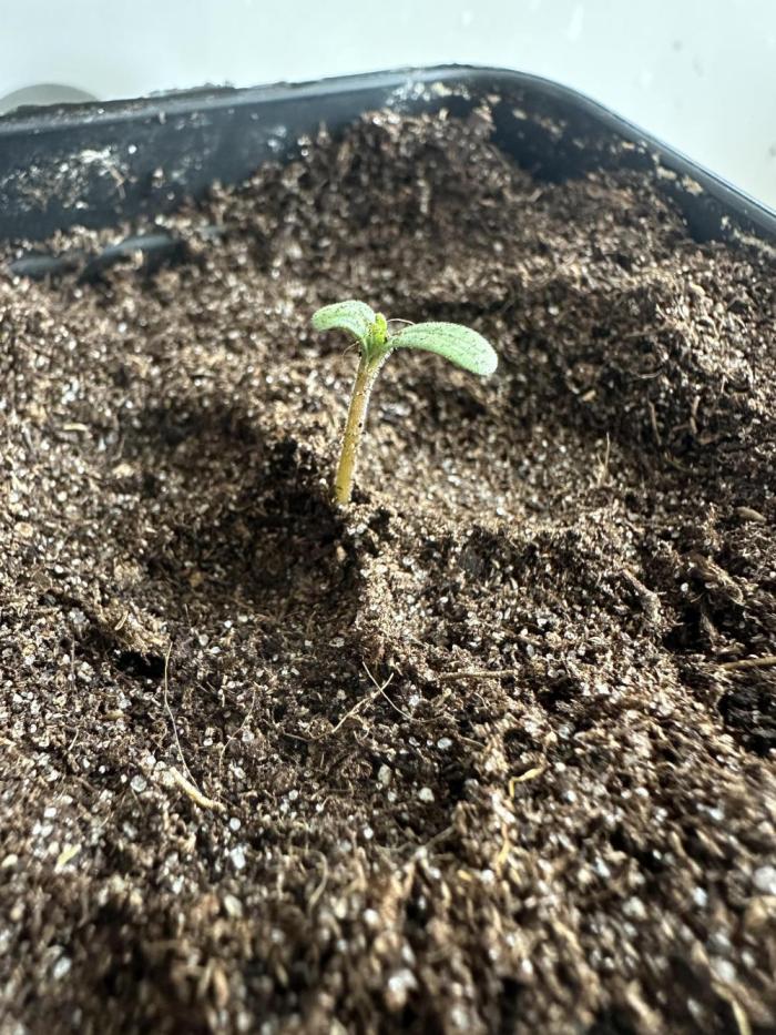Seriotica Serious Seeds Erotica Grow. Week 0 - Good morning, lil chica. Welcome to the crib.