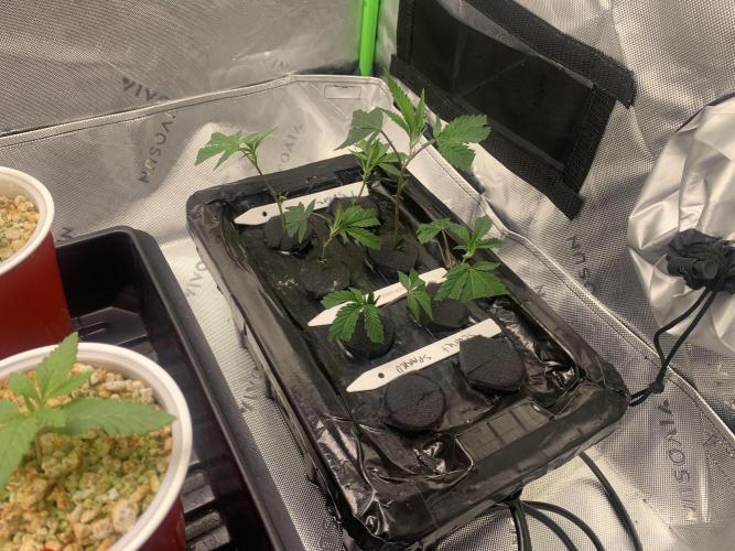DIY RDWC Test Run. Week 1