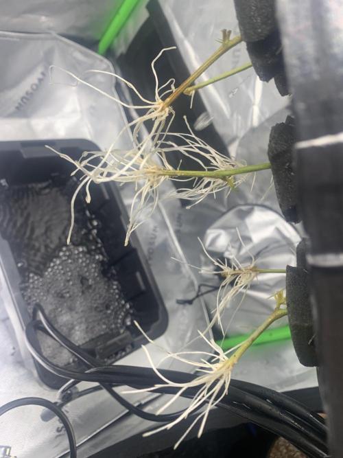 DIY RDWC Test Run. Week 1