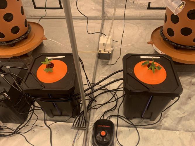 DIY RDWC Test Run. Week 1