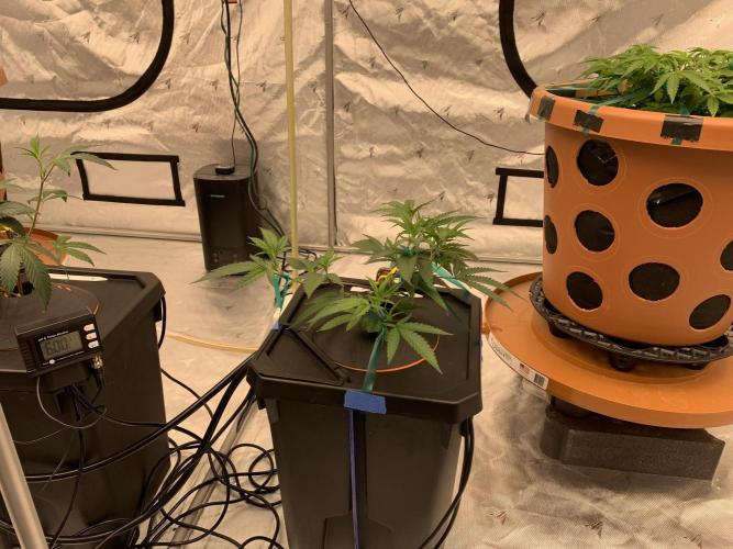 DIY RDWC Test Run. Week 3 - Day 17