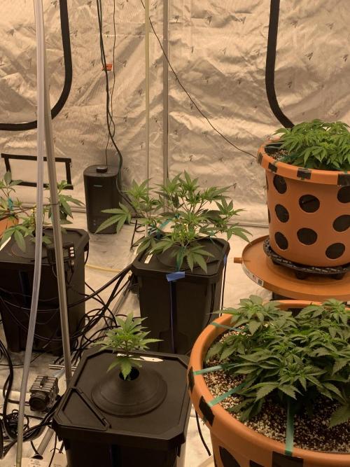 DIY RDWC Test Run. Week 3 - Day 20