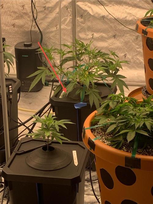 DIY RDWC Test Run. Week 3 - Day 21