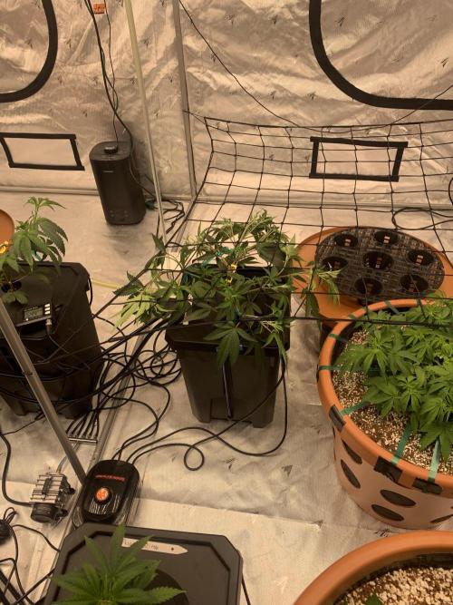 DIY RDWC Test Run. Week 3 -  Day 22