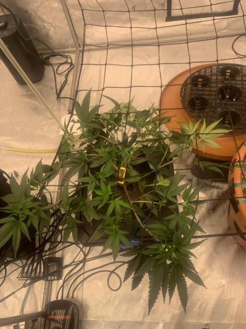 DIY RDWC Test Run. Week 3 - Day 23