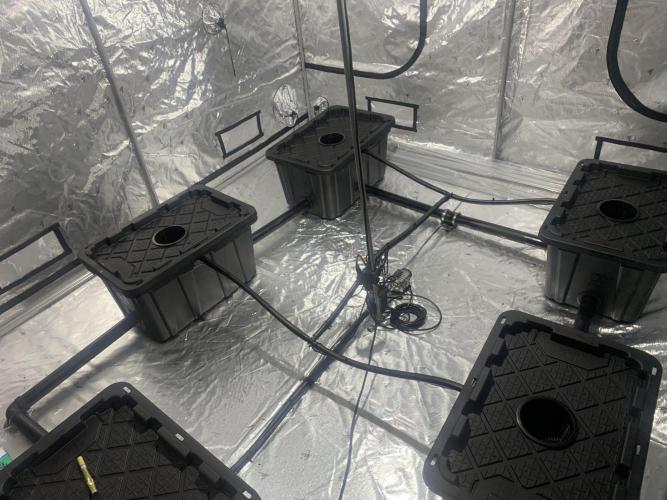 DIY RDWC Test Run. Week 4