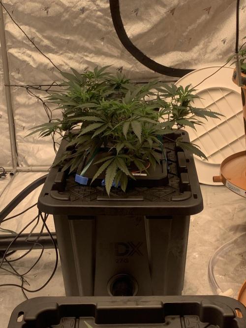 DIY RDWC Test Run. Week 4 - Day 29