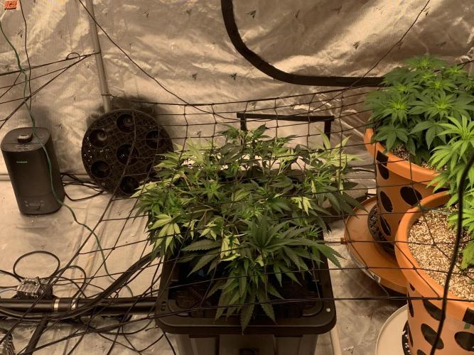 DIY RDWC Test Run. Week 4 - Day 31
