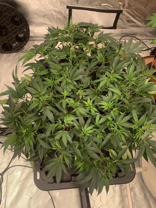 DIY RDWC Test Run. Week 5