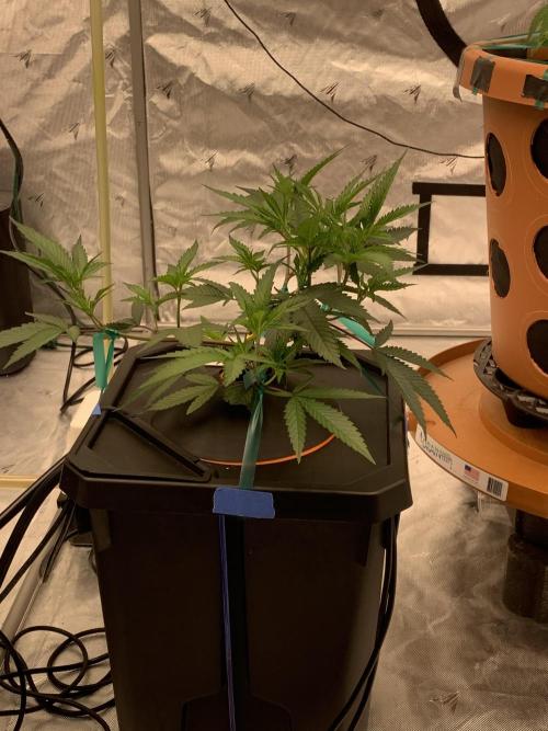 DIY RDWC Test Run. Week 2