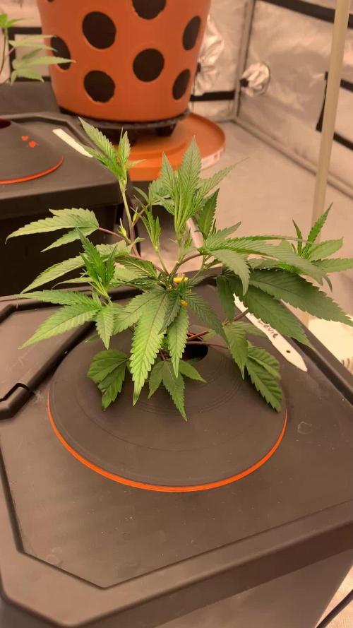 DIY RDWC Test Run